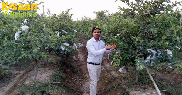 500 रुपये किलो अमरूद बेच रहा भारत का यह किसान